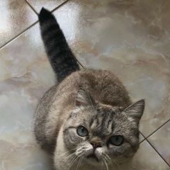 Подробнее об объявлении «Пропал кот. родники. Одинцово» Фото: пропала кошка  «Пропал кот. родники. Одинцово» в г. Одинцово