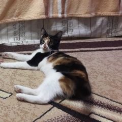 Подробнее об объявлении «Адлер Пропала кошка в районе администрации» Фото: пропала кошка  «Адлер Пропала кошка в районе администрации» в г. Адлер