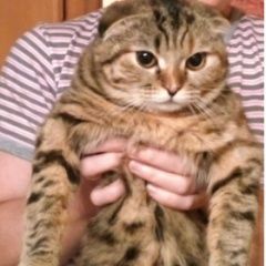 Подробнее об объявлении «Пропала кошка срочно   Реутов» Фото: пропала кошка Шотландская вислоухая «Пропала кошка срочно   Реутов» в г. Реутов