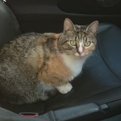 Подробнее об объявлении «Пропала кошка Москва» Фото: пропала кошка  «Пропала кошка Москва» в г. Москва