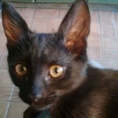 Подробнее об объявлении «Пропала кошка елецкая улица Москва» Фото: пропала кошка  «Пропала кошка елецкая улица Москва» в г. Москва