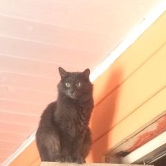 Подробнее об объявлении «Чехов Пропала кошка деревня аксенчиково» Фото: пропала кошка Русская голубая «Чехов Пропала кошка деревня аксенчиково» в г. Чехов