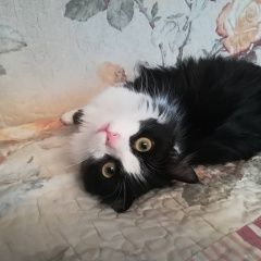 Подробнее об объявлении «Пропала кошка черно-белая. Москва» Фото: пропала кошка  «Пропала кошка черно-белая. Москва» в г. Москва