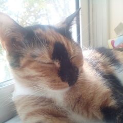 Подробнее об объявлении «Пропала кошка помогите Москва» Фото: пропала кошка  «Пропала кошка помогите Москва» в г. Москва