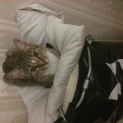 Подробнее об объявлении «Пропала кошка Зеленоград» Фото: пропала кошка  «Пропала кошка Зеленоград» в г. Зеленоград