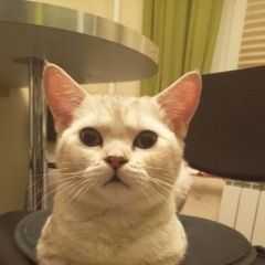 Подробнее об объявлении «Пропал кот шотландец с прямыми ушками Долгопрудный» Фото: пропала кошка Шотландская вислоухая «Пропал кот шотландец с прямыми ушками Долгопрудный» в г. Долгопрудный