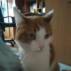 Подробнее об объявлении «Пропал кот Москва» Фото: пропала кошка  «Пропал кот Москва» в г. Москва