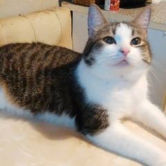 Подробнее об объявлении «Пропал кот домашний Москва» Фото: пропала кошка  «Пропал кот домашний Москва» в г. Москва