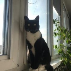 Подробнее об объявлении «Пропала кошка Москва» Фото: пропала кошка  «Пропала кошка Москва» в г. Москва