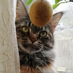 Подробнее об объявлении «Владивосток Пропала кошка» Фото: пропала кошка Мейн-кун «Владивосток Пропала кошка» в г. Владивосток