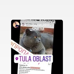 Подробнее об объявлении «Пропал кот британский кот Богородицк» Фото: пропала кошка Британская короткошерстная «Пропал кот британский кот Богородицк» в г. Богородицк