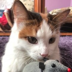 Подробнее об объявлении «Пропала кошка трехцветная кошка глаша  Москва» Фото: пропала кошка  «Пропала кошка трехцветная кошка глаша  Москва» в г. Москва