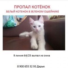 Подробнее об объявлении «Пропал кот белого цвета зеленый ошейник зовут беляш Санкт-Петербург» Фото: пропала кошка  «Пропал кот белого цвета зеленый ошейник зовут...» в г. Санкт-Петербург