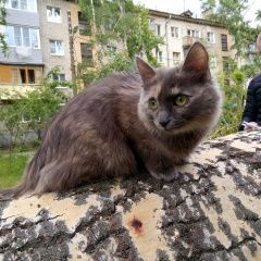 Подробнее об объявлении «Нижний Новгород Пропала кошка пожалуйста помогите» Фото: пропала кошка  «Нижний Новгород Пропала кошка пожалуйста помогите» в г. Нижний Новгород