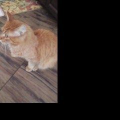 Подробнее об объявлении «Подольск Пропал кот, шепчинки, мейн кун» Фото: пропала кошка Мейн-кун «Подольск Пропал кот, шепчинки, мейн кун» в г. Подольск