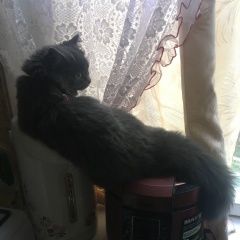 Подробнее об объявлении «Пропала кошка станция лось, анадырский проезд Москва» Фото: пропала кошка  «Пропала кошка станция лось, анадырский проезд...» в г. Москва