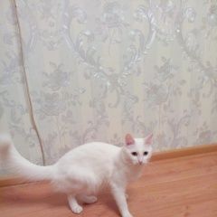 Подробнее об объявлении «Пропала кошка sos Москва» Фото: пропала кошка  «Пропала кошка sos Москва» в г. Москва