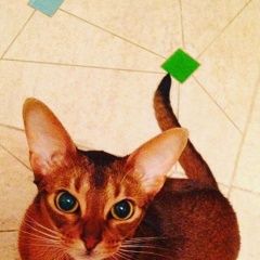 Подробнее об объявлении «Пропала кошка Москва» Фото: пропала кошка Абиссинская «Пропала кошка Москва» в г. Москва