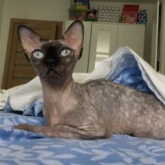 Подробнее об объявлении «Пропала кошка умоляю, верните чернику Москва» Фото: пропала кошка Канадский сфинкс «Пропала кошка умоляю, верните чернику Москва» в г. Москва