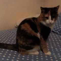 Подробнее об объявлении «Пропала кошка Москва» Фото: пропала кошка  «Пропала кошка Москва» в г. Москва