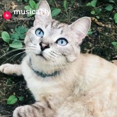 Подробнее об объявлении «Екатеринбург Пропал кот» Фото: пропала кошка  «Екатеринбург Пропал кот» в г. Екатеринбург