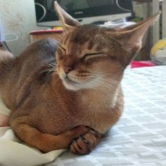 Подробнее об объявлении «Чехов Пропала кошка sos нужна помощь» Фото: пропала кошка Абиссинская «Чехов Пропала кошка sos нужна помощь» в г. Чехов