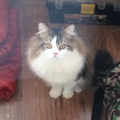 Подробнее об объявлении «Пропал кот   Москва» Фото: пропала кошка Шотландская вислоухая «Пропал кот   Москва» в г. Москва