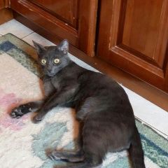 Подробнее об объявлении «Пропал кот Москва» Фото: пропала кошка Русская голубая «Пропал кот Москва» в г. Москва