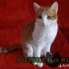 Подробнее об объявлении «Бердск Пропала кошка» Фото: пропала кошка  «Бердск Пропала кошка» в г. Бердск