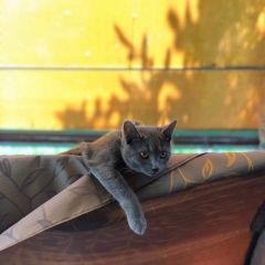 Подробнее об объявлении «Пропал кот, полгода, дымчато-серый, без ошейник Подольск» Фото: пропала кошка  «Пропал кот, полгода, дымчато-серый, без ошейник...» в г. Подольск