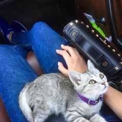 Подробнее об объявлении «Пропала кошка светло-серая м. выхино Москва» Фото: пропала кошка Египетский мау «Пропала кошка светло-серая м. выхино Москва» в г. Москва