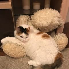 Подробнее об объявлении «Пропала кошка Балашиха» Фото: пропала кошка  «Пропала кошка Балашиха» в г. Балашиха