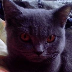 Подробнее об объявлении «Пропал кот Симферополь» Фото: пропала кошка Британская короткошерстная «Пропал кот Симферополь» в г. Симферополь
