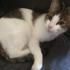 Подробнее об объявлении «Пропала кошка кличка славя Москва» Фото: пропала кошка  «Пропала кошка кличка славя Москва» в г. Москва