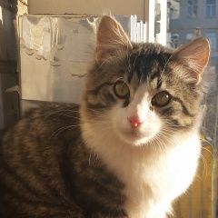 Подробнее об объявлении «Пропал кот Москва» Фото: пропала кошка Сибирская «Пропал кот Москва» в г. Москва