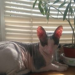 Подробнее об объявлении «Пропала кошка, Москва» Фото: пропала кошка Донской сфинкс «Пропала кошка, Москва» в г. Москва