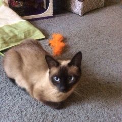 Подробнее об объявлении «Пропала кошка сиамская Москва» Фото: пропала кошка Сиамская «Пропала кошка сиамская Москва» в г. Москва