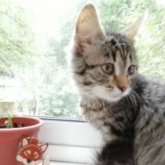 Подробнее об объявлении «Подольск Пропала кошка» Фото: пропала кошка  «Подольск Пропала кошка» в г. Подольск