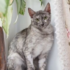 Подробнее об объявлении «Пропала кошка, м. орехово Москва» Фото: пропала кошка  «Пропала кошка, м. орехово Москва» в г. Москва