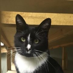 Подробнее об объявлении «Пропал кот Москва» Фото: пропала кошка  «Пропал кот Москва» в г. Москва