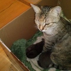 Подробнее об объявлении «Пропала кошка Москва» Фото: пропала кошка  «Пропала кошка Москва» в г. Москва