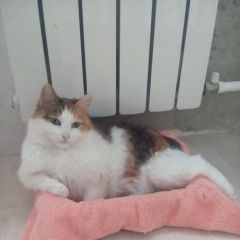 Подробнее об объявлении «Саратов Пропала кошка 3-х цветная» Фото: пропала кошка  «Саратов Пропала кошка 3-х цветная» в г. Саратов