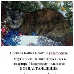 Подробнее об объявлении «Пропала кошка 28.08.2018 в районе ул. ко Тюмень» Фото: пропала кошка  «Пропала кошка 28.08.2018 в районе ул. ко Тюмень» в г. Тюмень
