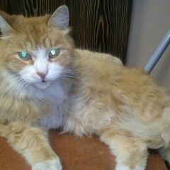 Подробнее об объявлении «Пропал кот рыжий окраски зовут мася Москва» Фото: пропала кошка  «Пропал кот рыжий окраски зовут мася Москва» в г. Москва