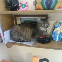 Подробнее об объявлении «Орел Пропала кошка» Фото: пропала кошка  «Орел Пропала кошка» в г. Орел