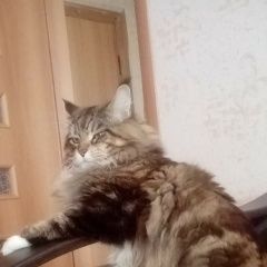 Подробнее об объявлении «Пропал кот мейн-кун 9 лет Москва» Фото: пропала кошка Мейн-кун «Пропал кот мейн-кун 9 лет Москва» в г. Москва