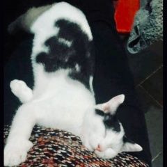 Подробнее об объявлении «Пропал кот Москва» Фото: пропала кошка  «Пропал кот Москва» в г. Москва