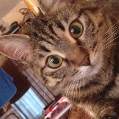 Подробнее об объявлении «Пропала кошка молодая кошечка 2 лет Москва» Фото: пропала кошка  «Пропала кошка молодая кошечка 2 лет Москва» в г. Москва