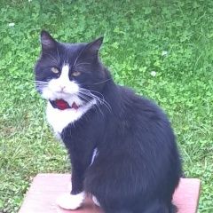 Подробнее об объявлении «Икша Пропал кот черно-белый кот с красным ошейником» Фото: пропала кошка  «Икша Пропал кот черно-белый кот с красным...» в г. Икша