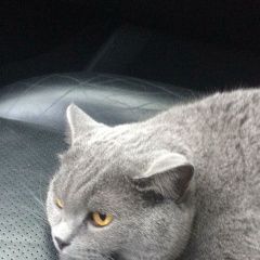 Подробнее об объявлении «Пропал кот британец. Щелково» Фото: пропала кошка Британская короткошерстная «Пропал кот британец. Щелково» в г. Щелково